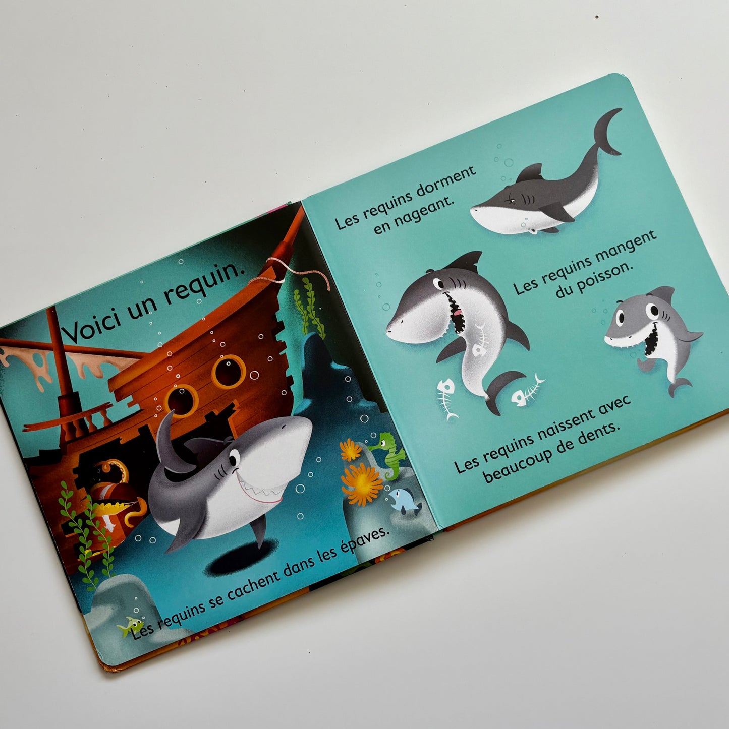 Livre cartonné - Zoom sur les animaux de l'océan