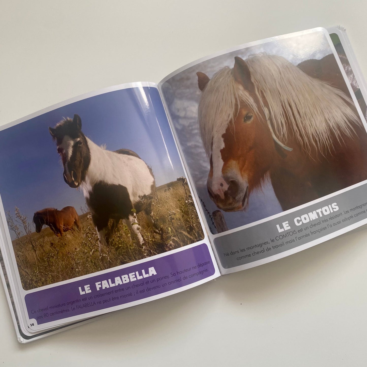 Livre - Les chevaux et poneys - Auzou