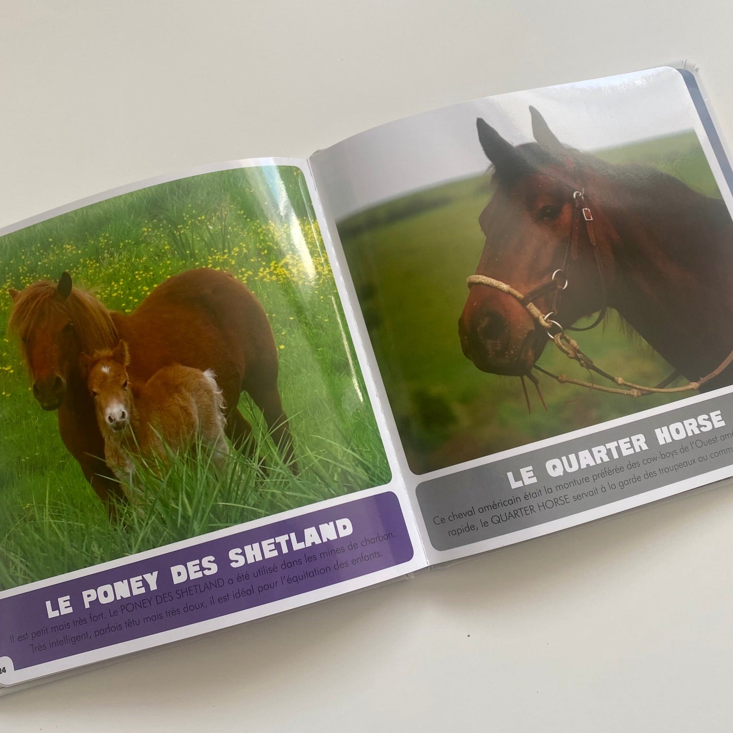 Livre - Les chevaux et poneys - Auzou