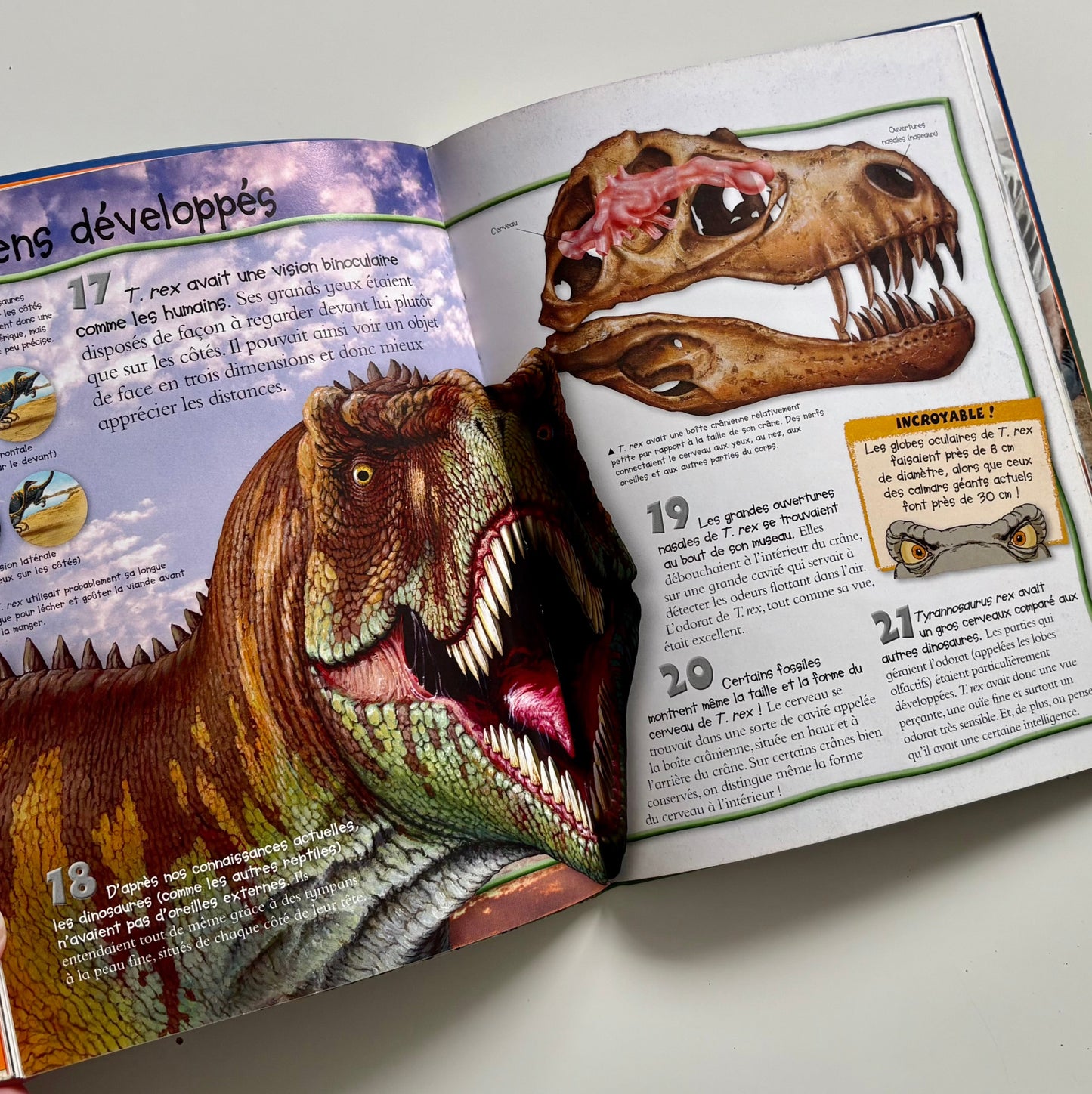 Livre - 100 infos à connaître : T.REX